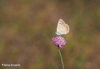 okgzl Mavi (Polyommatus icarus)