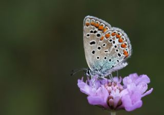 okgzl Mavi (Polyommatus icarus)