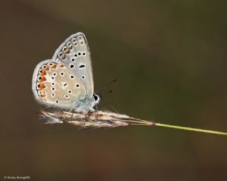 okgzl Mavi (Polyommatus icarus)