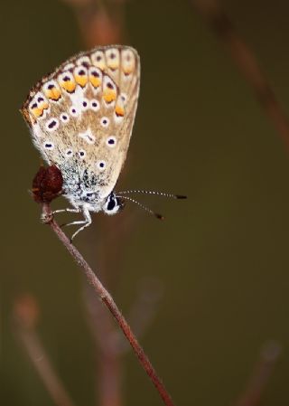 okgzl Mavi (Polyommatus icarus)