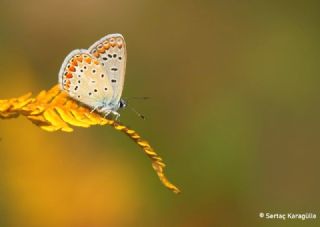 okgzl Mavi (Polyommatus icarus)