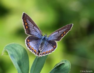 okgzl Mavi (Polyommatus icarus)