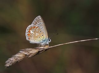 okgzl Mavi (Polyommatus icarus)