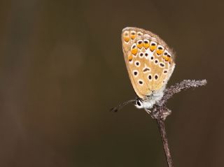 okgzl Mavi (Polyommatus icarus)