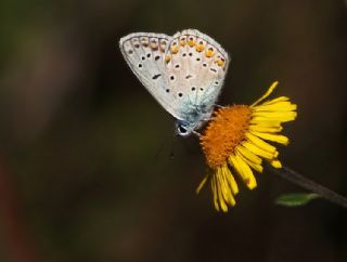 okgzl Mavi (Polyommatus icarus)