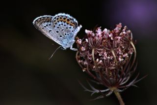 Gm Lekeli Esmergz (Plebejus argus)