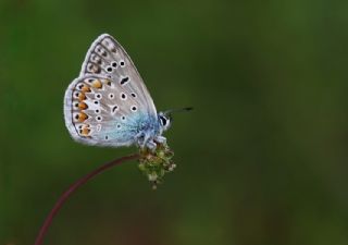 okgzl Mavi (Polyommatus icarus)