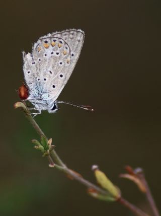 okgzl Mavi (Polyommatus icarus)