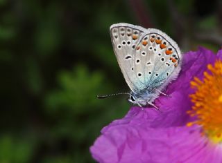 okgzl Mavi (Polyommatus icarus)