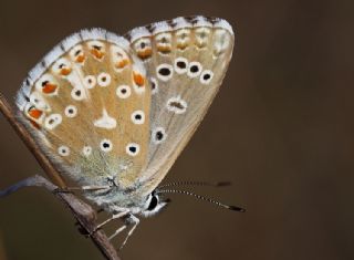 okgzl Gk Mavisi (Polyommatus bellargus)