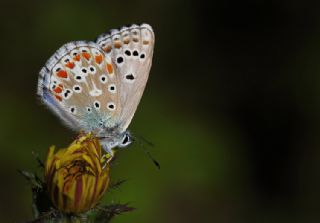 okgzl Gk Mavisi (Polyommatus bellargus)