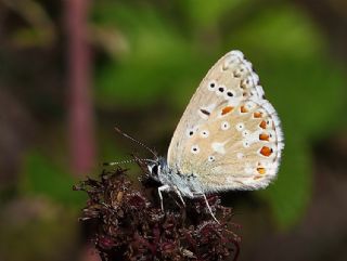 okgzl Gk Mavisi (Polyommatus bellargus)