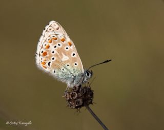 okgzl Gk Mavisi (Polyommatus bellargus)