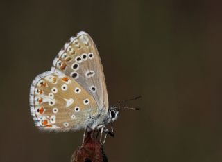 okgzl Gk Mavisi (Polyommatus bellargus)