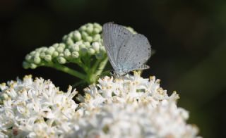 Kutsal Mavi (Celastrina argiolus)