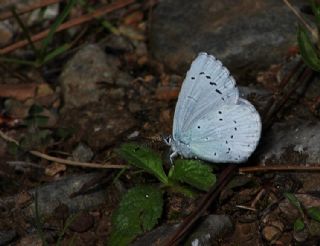 Kutsal Mavi (Celastrina argiolus)