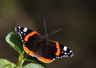 Atalanta (Vanessa atalanta)