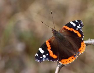 Atalanta (Vanessa atalanta)