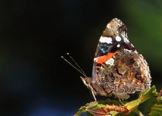 Atalanta (Vanessa atalanta)