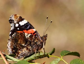 Atalanta (Vanessa atalanta)