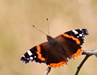 Atalanta (Vanessa atalanta)