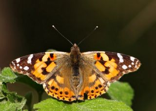 Diken Kelebei (Vanessa cardui)