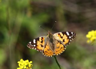 Diken Kelebei (Vanessa cardui)