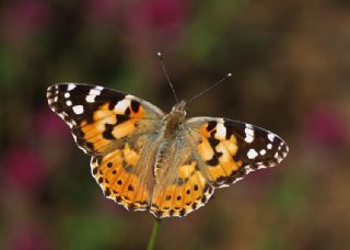 Diken Kelebei (Vanessa cardui)