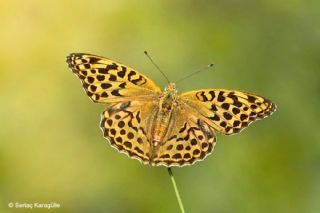 Cengaver&nbsp;(Argynnis&nbsp;paphia)