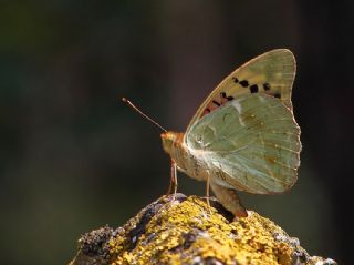 Bahadr (Argynnis pandora)