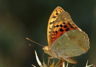 Bahadr (Argynnis pandora)