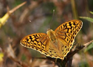 Bahadr (Argynnis pandora)