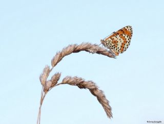 Benekli parhan (Melitaea didyma)