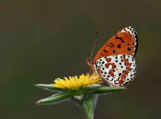 Benekli parhan (Melitaea didyma)