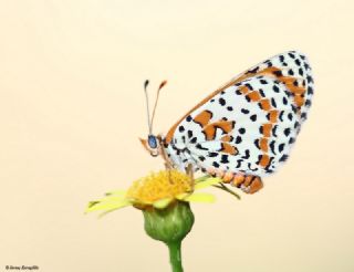 Benekli parhan (Melitaea didyma)
