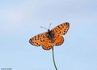 Benekli parhan (Melitaea didyma)