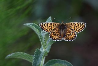 parhan (Melitaea cinxia)