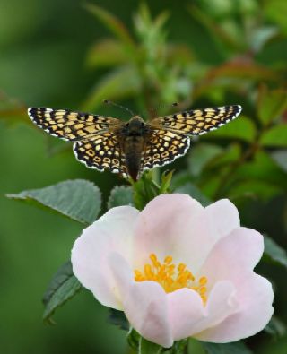 parhan (Melitaea cinxia)