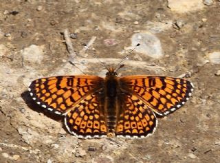 parhan (Melitaea cinxia)