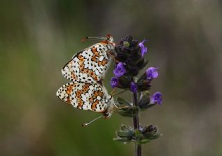 parhan (Melitaea cinxia)