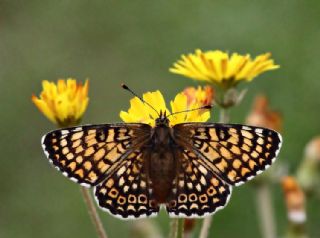 parhan (Melitaea cinxia)