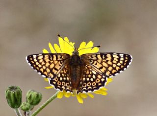 parhan (Melitaea cinxia)