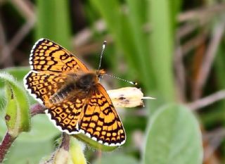 parhan (Melitaea cinxia)