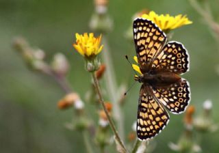 parhan (Melitaea cinxia)