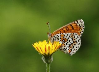 parhan (Melitaea cinxia)