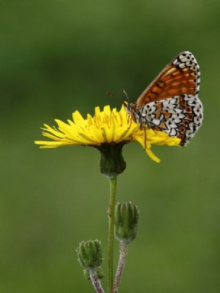 parhan (Melitaea cinxia)