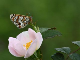 parhan (Melitaea cinxia)