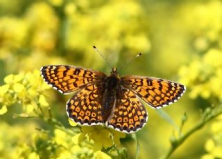 parhan (Melitaea cinxia)