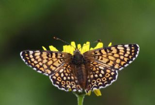 parhan (Melitaea cinxia)