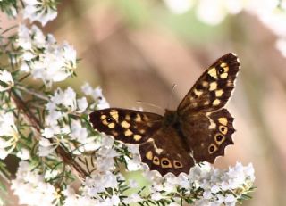 Karanl�k Orman Esmeri&nbsp;(Pararge&nbsp;aegeria)